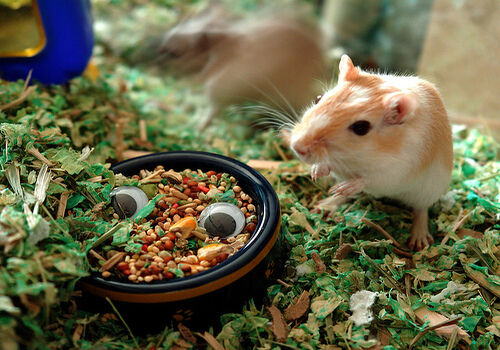 Golden hamster, Rodent Care Wiki
