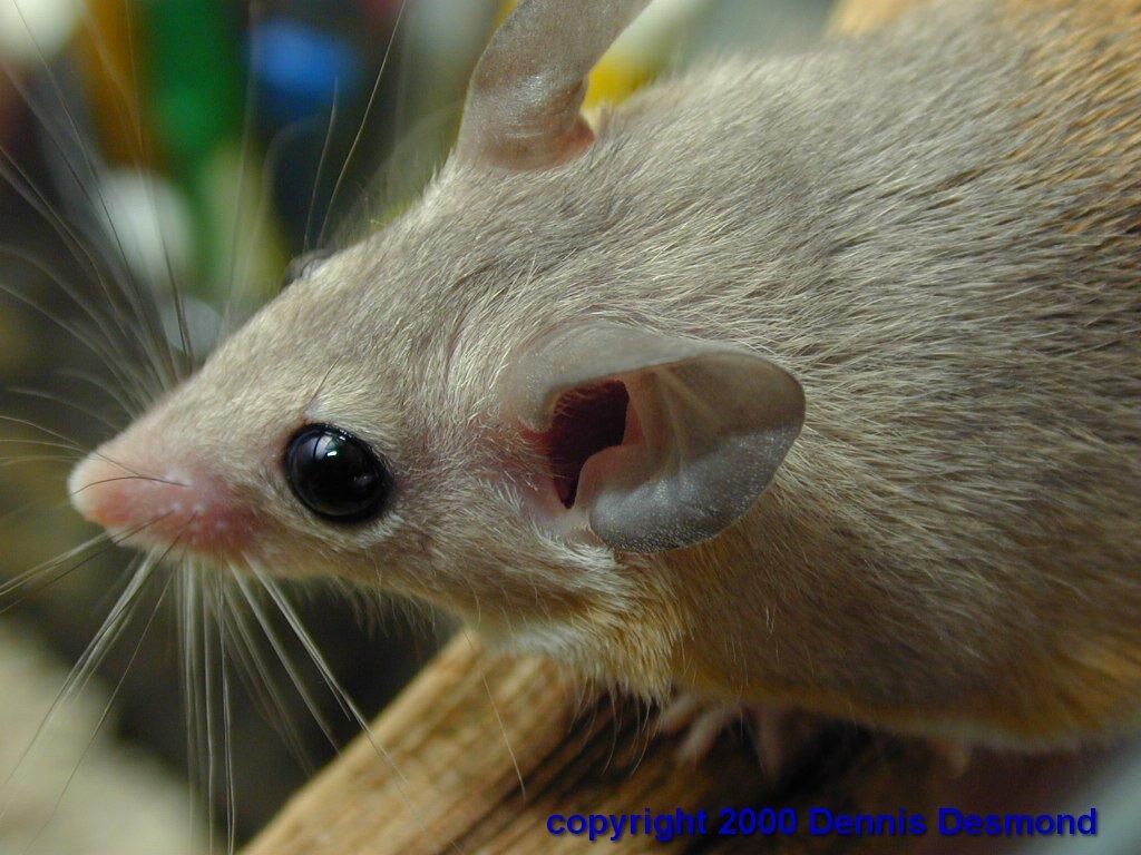 Exotic mice online