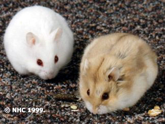 5. Dwarf hamster species have different temperaments and should not be housed together.
