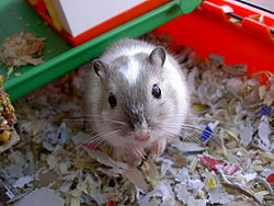 Golden hamster, Rodent Care Wiki