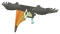 Baby Toucan
