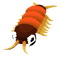 Baby Centipede