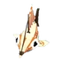 Baby Sail-boatfish