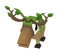 Baby Mossy Moose