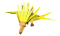 Baby Volture