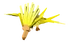 Baby Volture