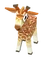 Baby Giraffe
