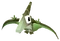 Baby Pterodactyl