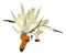 Baby Egyptian Vulture