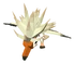 Baby Egyptian Vulture