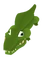 Baby Alligator