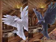 Huginn and Muninn