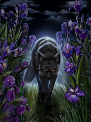 Mei-blackfox-irises