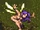 Fay.png