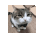 meow-40