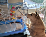 Benson with the Secret Santa Budgies