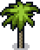 Coconut Tree