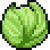 Cabbage