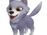 Dog