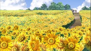 Campo girasoles