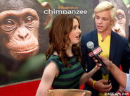 Chimpanzee4