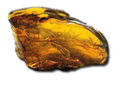 Ambre.png