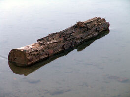 River log