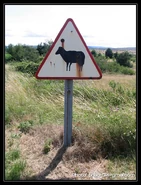 Panneau ancien représentant un mouton © Phach