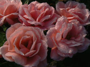 Trandafiri naturali: 1 Trandafiri artificiali: 2,5