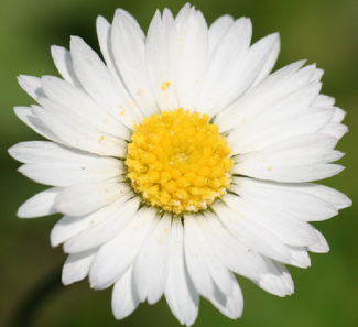 Iamdaisy.png