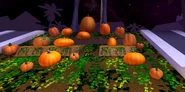 Pumpkin patch