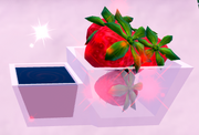 Strawberries and Chocolate