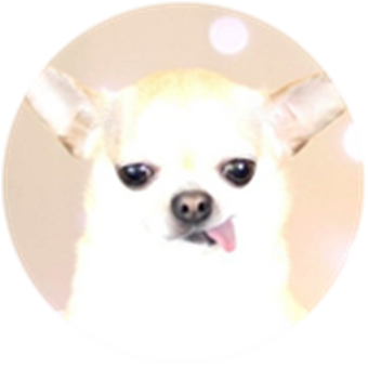 Badges Royale High Wiki Fandom - doge roblox high school outfite code youtube