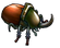 Bug Rhino 02.png