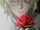 Rozen (NOMAD)