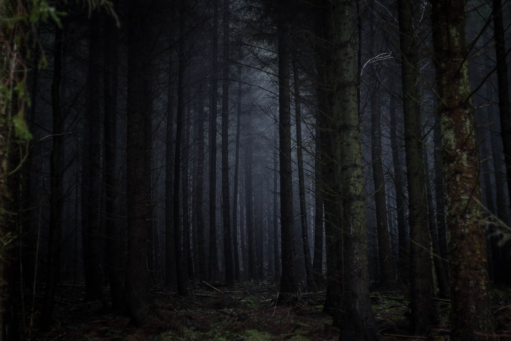The Dark Forest - Wikipedia