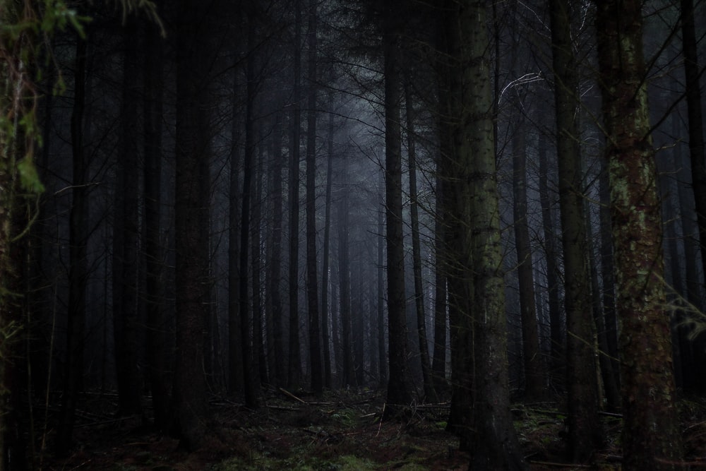 【RARE】Various Tales From The Dark Forest Tales From The Dark Forest | Discogs