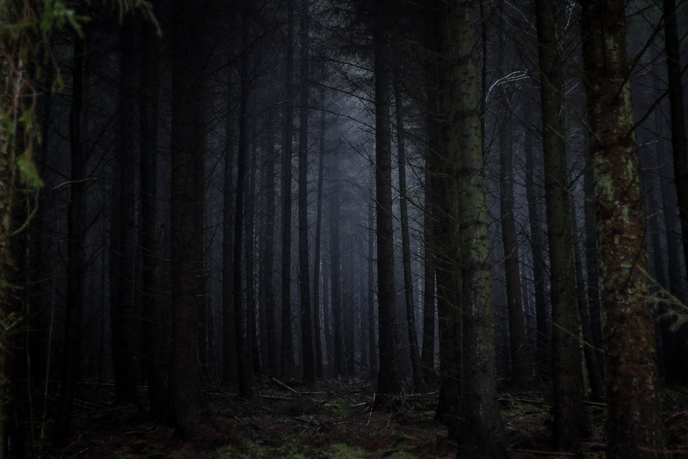 Dark Forest, CAWiki