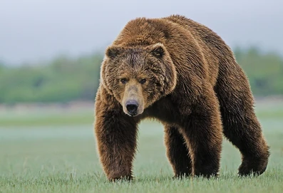 Mutabor in Bear form, attacking on all fours