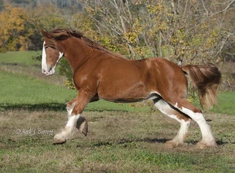 Chestnut stallion 2