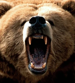 watch out, angry bear!