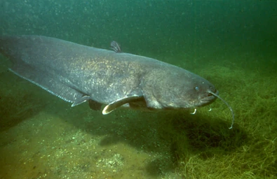 Mutabor in catfish form, looking for food