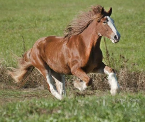 gallopping