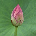 Lotus bud against the leaf