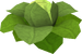 Brassica Prime.png