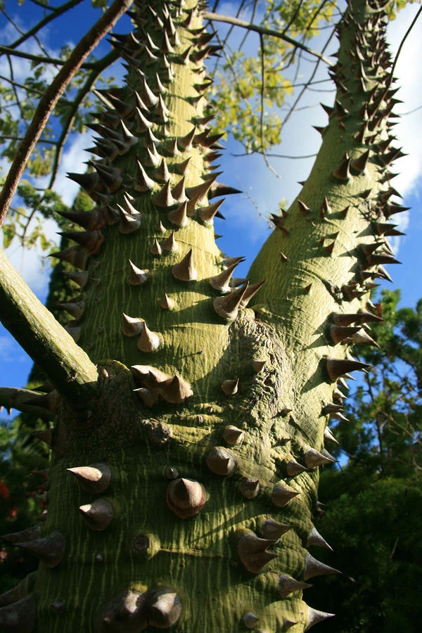 Inferna Trees | RuneScape Roleplay Wiki | Fandom