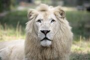 White-Lion