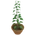 Growing Plant