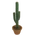 Large Cactus