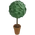 Topiary Tree
